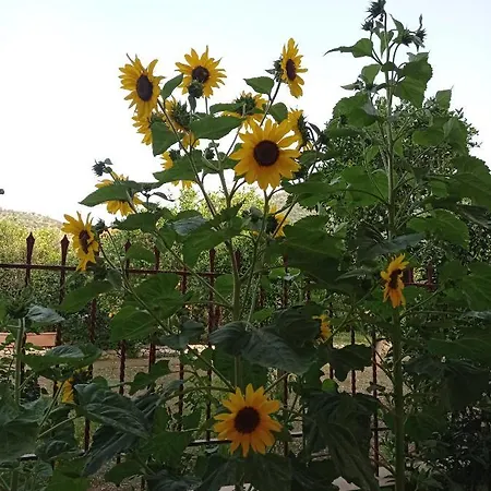 Διαμέρισμα Happy Days Τυρός